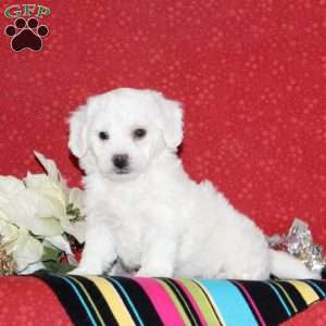 Jordan, Bichon Frise Puppy